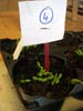 plante4a