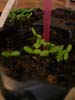 plante4b