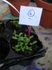 plante4c