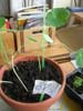 plante5a