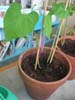 plante5b