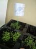 plante6a