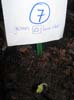 plante7a