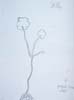 plante7b