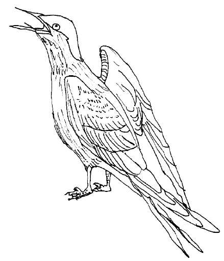 sterne arctique (dessin)