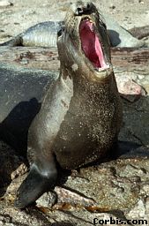 lphant de mer