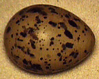 oeuf de sterne arctique