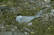 sterne arctique couvant