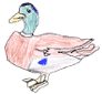 Le canard colvert