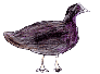 La foulque noire