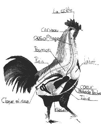 coq.GIF (12233 octets)