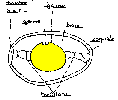 oeuf.gif (4569 octets)