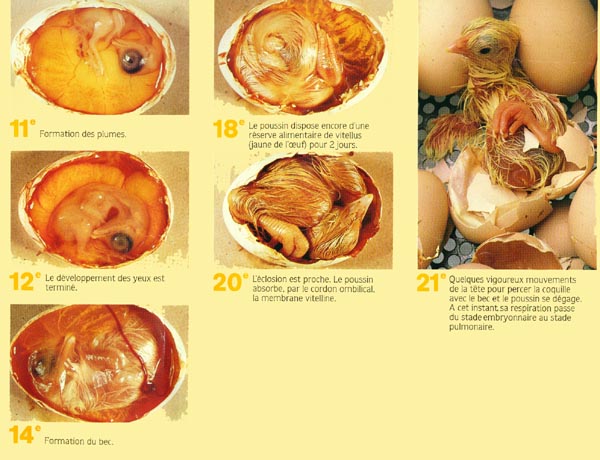oeuf - évolution - 2.JPG (65386 octets)