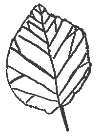Tilleul_feuille.gif (2860 octets)