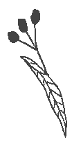 Tilleul_fruit.gif (937 octets)