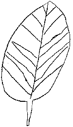 bouleau_feuille.gif (2408 octets)