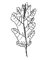 chene_feuille.gif (1770 octets)