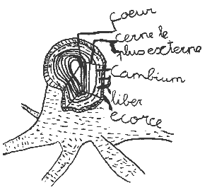 coeur.gif (4405 octets)