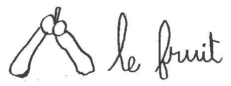 erable_fruit.gif (2705 octets)