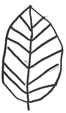 hetre_feuille.gif (4294 octets)