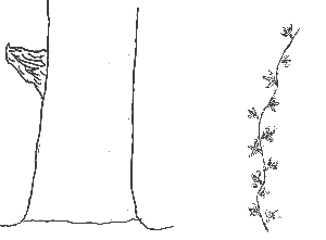 lierre.gif (2382 octets)