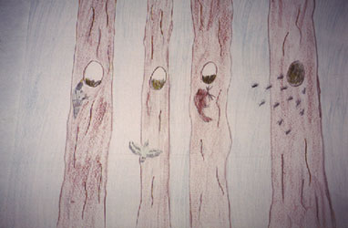 pic3.jpg (27515 octets)