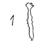 pives_ronges_1.gif (855 octets)