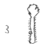 pives_ronges_3.gif (967 octets)